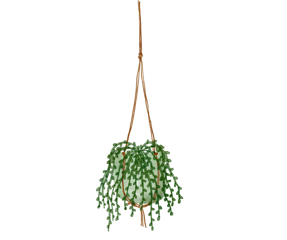 Plante suspendue